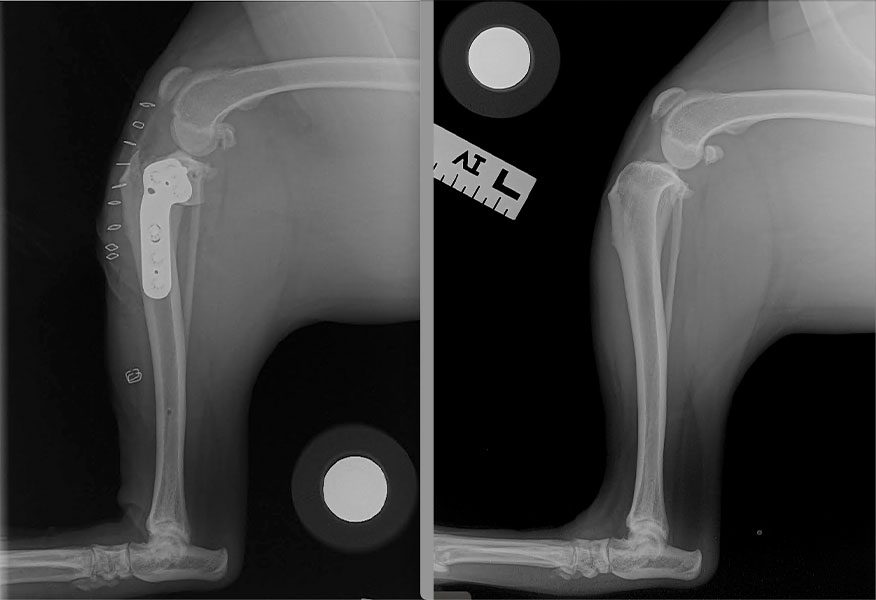 Dog TPLO Before And After