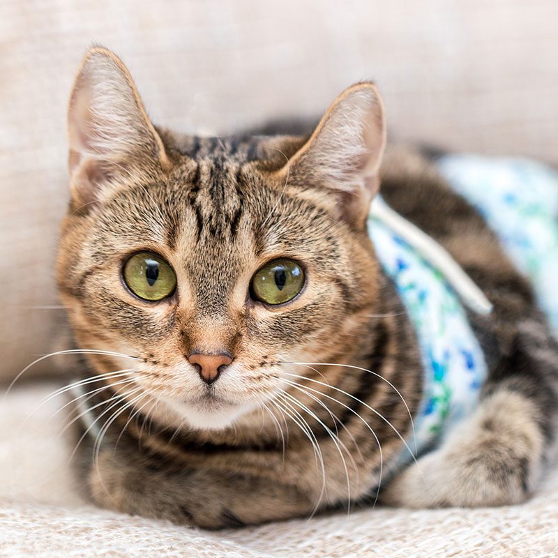 Cat With Green Eyes Wearing Surgery Gown