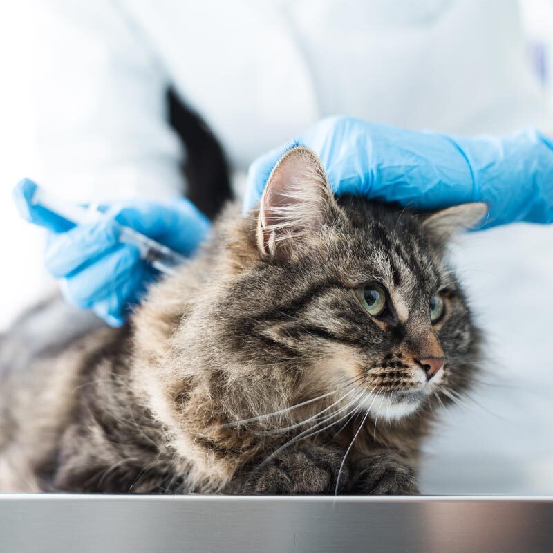 Doctor Giving Cat Injection