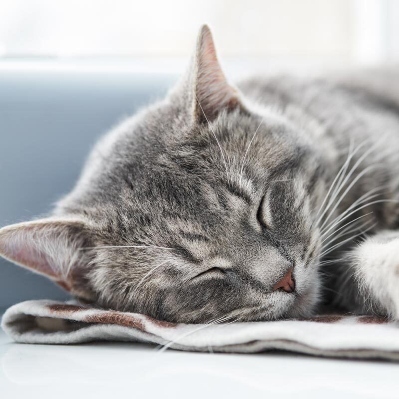 Grey Striped Kitten Sleeping On Side