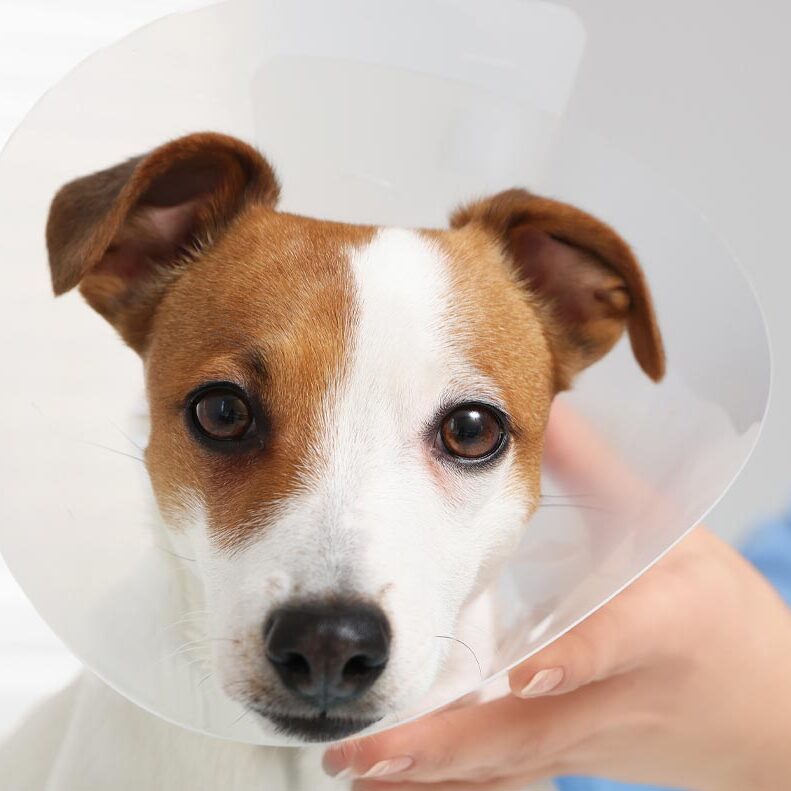 Soft Tissue Surgery For Dogs And Cats In Melbourne Fl