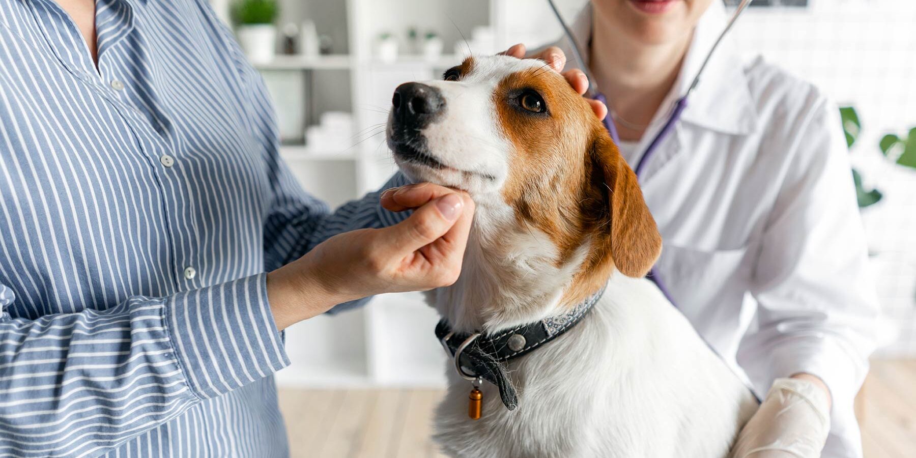veterinarian checks dog's vitals