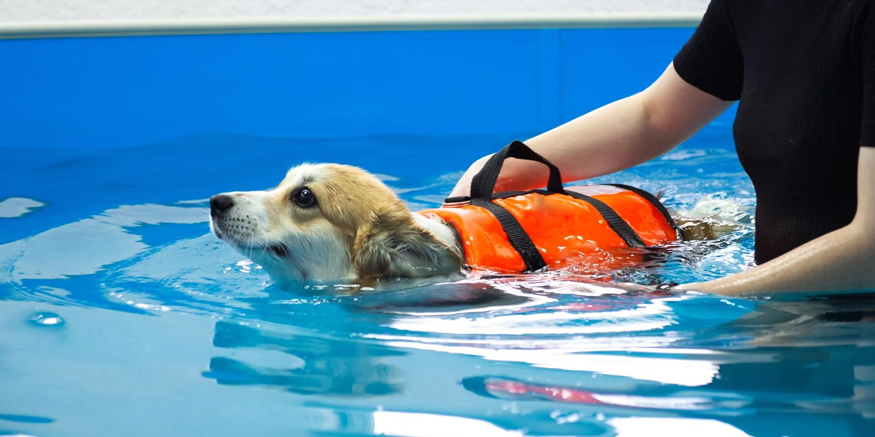 Staff Member Performing Hydrotherapy With Corgi