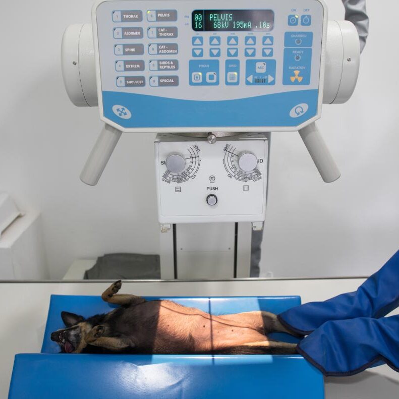 Veterinary Radiology In Melbourne Fl